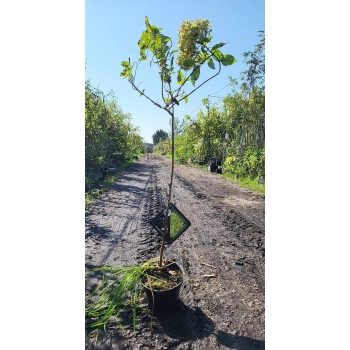 HORTENSJA pistacjowo-różowa na pniu - sadzonki 70 / 100 cm